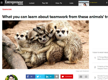 what ypu can learn bout teamwork from these animals